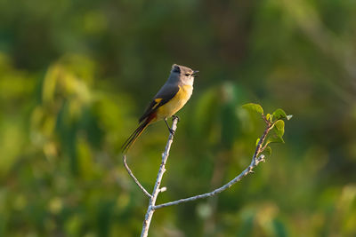 Close-up of bird perching on a branch