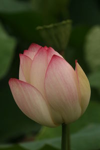 Close-up of pink lotus