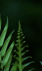 Close-up of green leaves