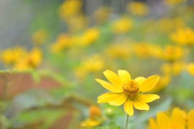 Close-up of fresh yellow flower