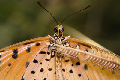 Close-up of bee