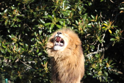 Close-up of a cat yawning