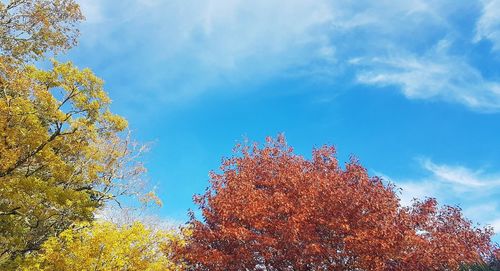 Low angle view of trees against sky