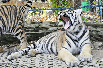 Close-up of tiger yawning