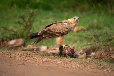 Tawny eagle stands on carrion watching camera