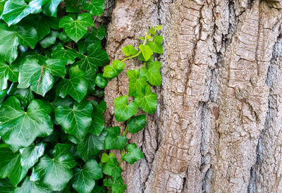 Close-up of tree trunk