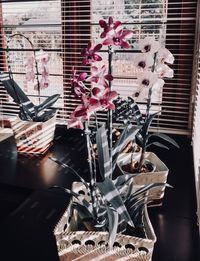 Close-up of flowering plants on glass window