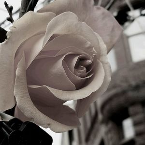 Close-up of rose blooming outdoors