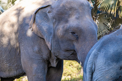 Close-up of elephant