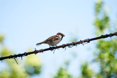 Low angle view of bird perching on tree against sky