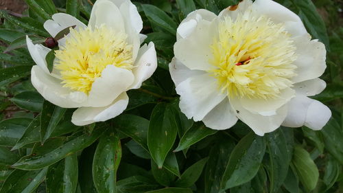 Close-up of white flower