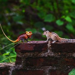 Side view of two birds on tree