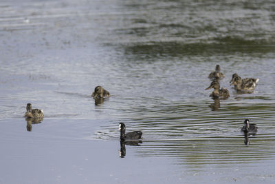 Ducks swimming in lake