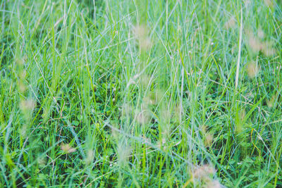 Full frame shot of fresh green field