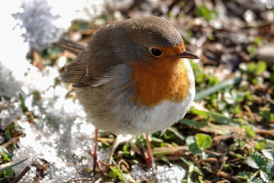 Close-up of bird perching on branch