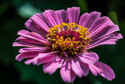 Close-up of pink flower