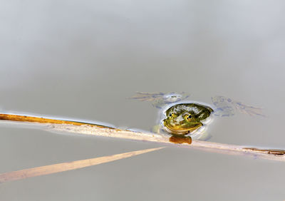 Close-up of frog in water