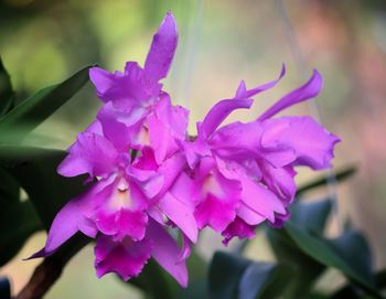 Close-up of purple flowering plant