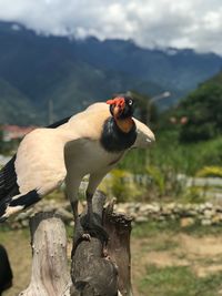 Close-up of bird perching on wooden post against sky