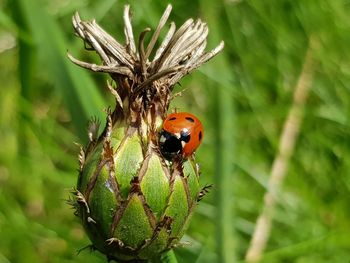 Close-up of ladybug on plant