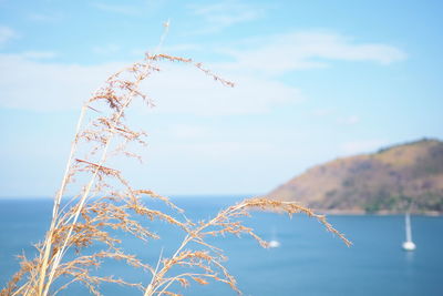 Close-up of plant against sea