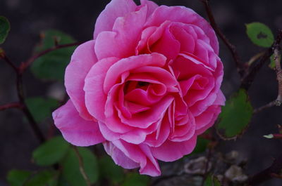 Close-up of pink rose