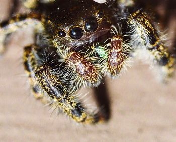 Close-up of spider