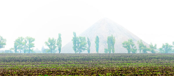 Trees on field against sky