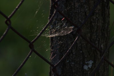 Close-up of leaf on chainlink fence