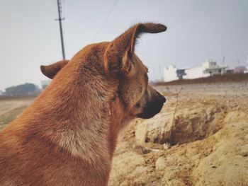 Close-up of a dog looking away