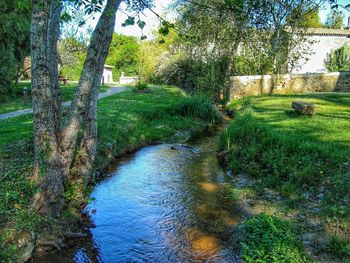 Scenic view of stream in forest