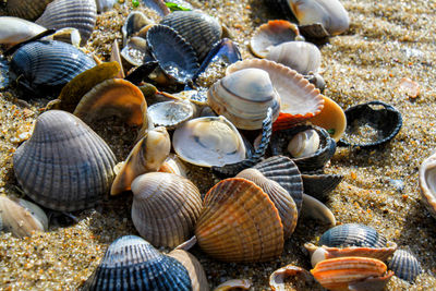 Close-up of shells on beach