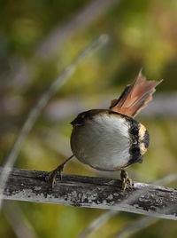 Close-up of bird perching on leaf