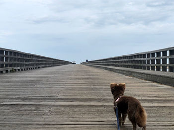 Dog on bridge against sky