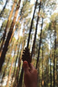 Cropped hand holding pine cone against trees