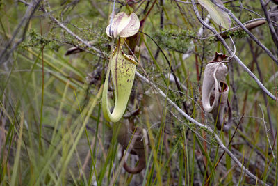 Close-up of dry plant on field