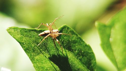 Close-up of insect on plant