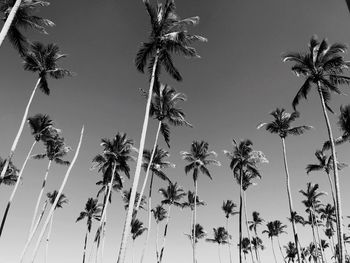 Low angle view of palm trees against sky