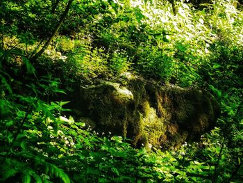 Trees growing in forest