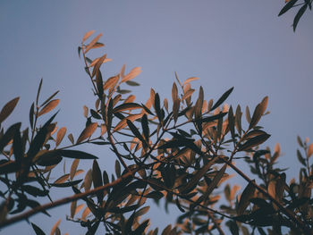 Low angle view of plant against clear sky