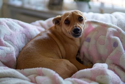 Close-up portrait of dog relaxing on bed at home