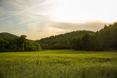 Scenic view of grassy field against sky