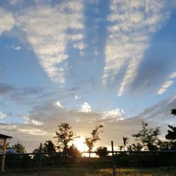 Trees on field against sky at sunset