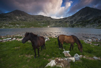 Horses on lake against mountain range