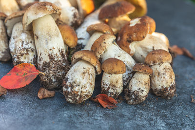 Close-up of mushrooms