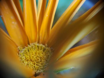 Close-up of yellow flowering plant
