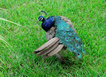 Close-up of peacock perching on grass