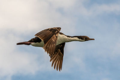 Low angle view of seagull flying in sky