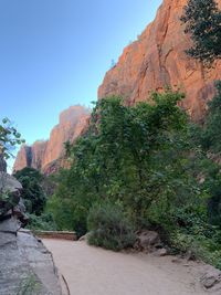 Trees growing on rock