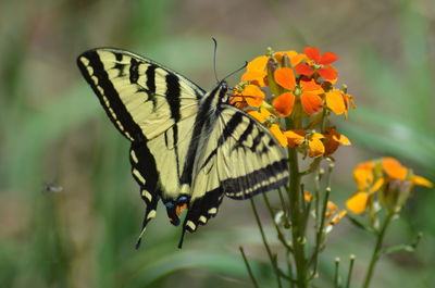 Close-up of butterfly pollinating on flower